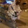 Reindeer Head Stall Custom Made for Classic Claus Reindeer - Image 7