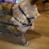 Reindeer Head Stall Custom Made for Classic Claus Reindeer - Image 9
